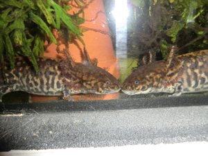 Gruppe Ambystoma andersoni Querzahnmolche Bild 10