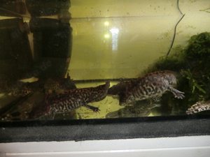 Gruppe Ambystoma andersoni Querzahnmolche Bild 6