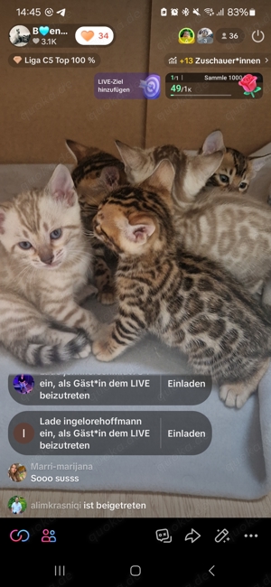 Bezaubernde Bengalkitten in Snow und Brown mit Stammbaum  Bild 5