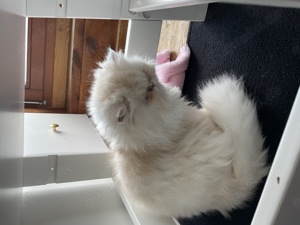Zwei Perserkatzen in liebevolle Hände abzugeben 