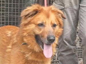 Zsömi, z.Z. in Ungarn, Schäferhund Mix, Hündin, groß, Einzelprinzessin, menschenfreundlich, aktiv