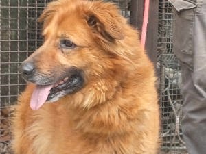 Zsömi, z.Z. in Ungarn, Schäferhund Mix, Hündin, groß, Einzelprinzessin, menschenfreundlich, aktiv Bild 7