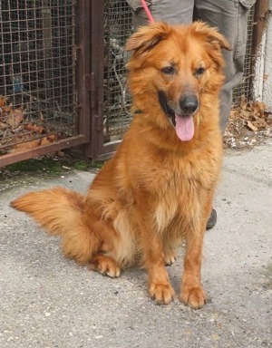 Zsömi, z.Z. in Ungarn, Schäferhund Mix, Hündin, groß, Einzelprinzessin, menschenfreundlich, aktiv Bild 4