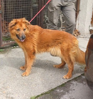 Zsömi, z.Z. in Ungarn, Schäferhund Mix, Hündin, groß, Einzelprinzessin, menschenfreundlich, aktiv Bild 5