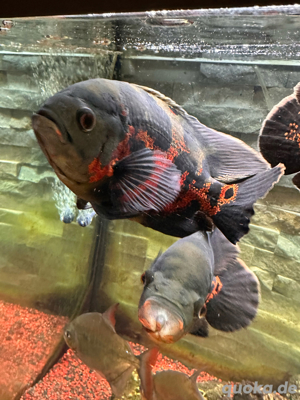 aquarium auflösung