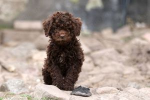 Lagotto Romagnolo