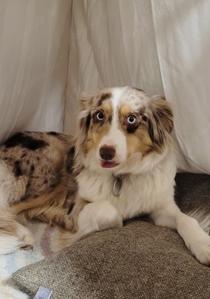 Wurfankündigung - (Miniature) Australian Shepherd Welpen