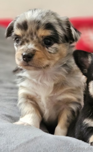 Chihuahua Welpen 