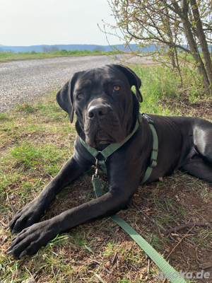 Cane Corso Hündin