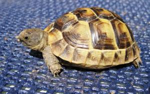 maurische Landschildkröten Bild 2