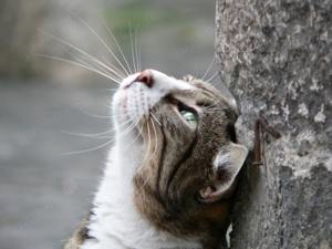 Tierpsychologie > speziell für KATZEN Bild 3
