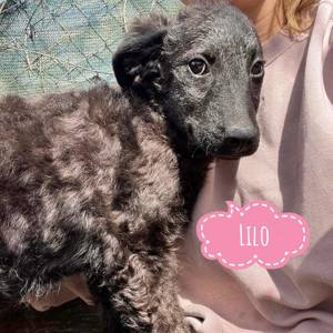 Lilo, bezaubernder, ruhiger Welpe, Kroatischer und Belgischer Schäferhund Mix