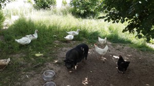 Minischweine Zuchtsau und Eber (kastriert)