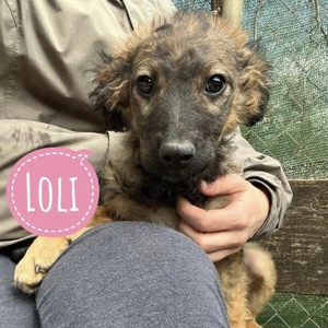 Loli, zuckersüsser Belgischer und Kroatischer Schäferhund Mix Welpe