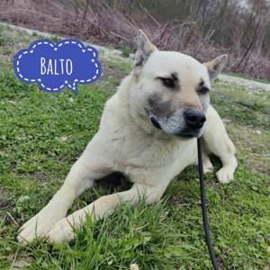 Balto, stattlicher und freundlicher Mischling, Anstolischer Hirtenhund