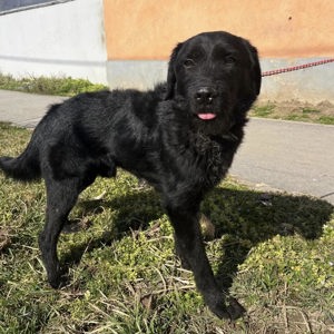 Nero, lieber und gutmütiger Traumhund Bild 3