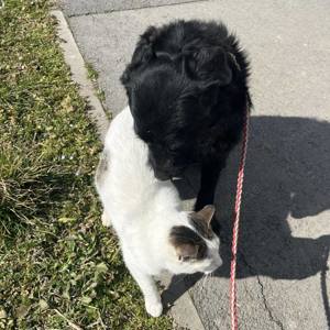 Nero, lieber und gutmütiger Traumhund Bild 2