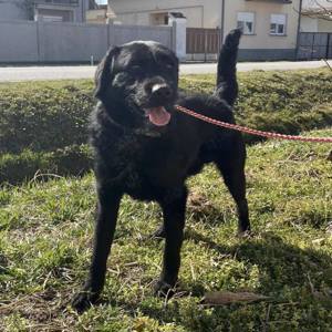 Nero, lieber und gutmütiger Traumhund Bild 4