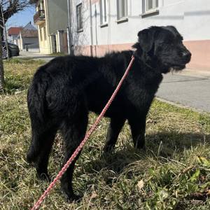 Nero, lieber und gutmütiger Traumhund Bild 5