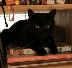 Katze Kater
