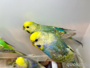 wellensittiche Rainbow Weibchen 