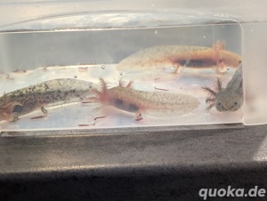 Axolotl Nachzuchten aus Goldalbino und Schwarz-Melawildling Verpaarung dürfen ausziehen