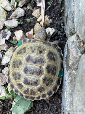 Jungtiere Steppenschildkröte aus 2024