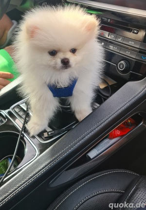 Pomeranian teddy boo