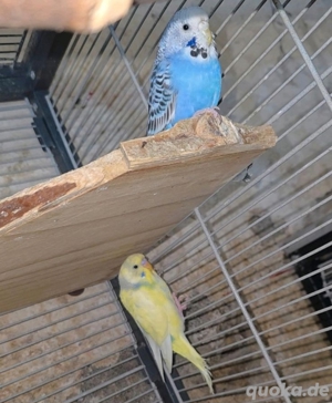 Wellensittiche (m w) Pärchen Bild 3