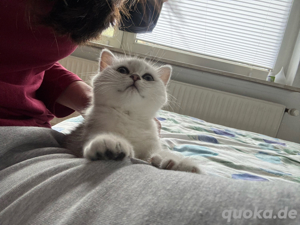 bkh kitten sucht neues zuhause 