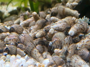 Turmdeckelschnecken Bild 2