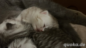 BKH Kitten 