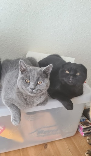 Zwei Katzen verkauft Britisch Kurzhaar 