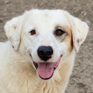 Tamura, geb. ca. 02 2022, lebt in GRIECHENLAND, im städt. Tierheim Serres