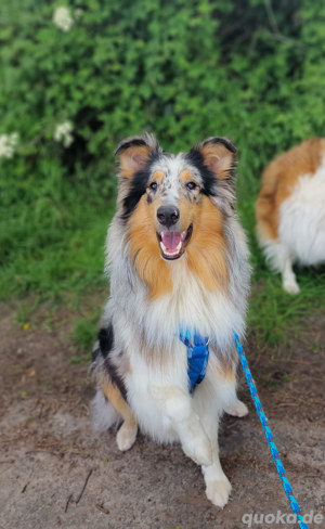 Deckrüde - Amerikanischer Collie 