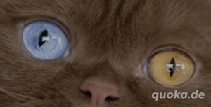 *Suche* Odd Eye Kitten Weibchen 