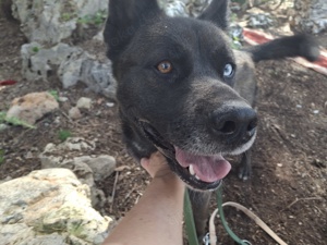 Yukon, schwarz silberner Husky sucht Liebhaber