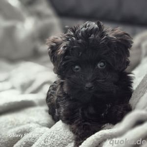 Maltipoo Welpen