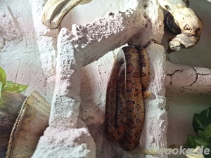 Kornatter Paar dringend abzugeben