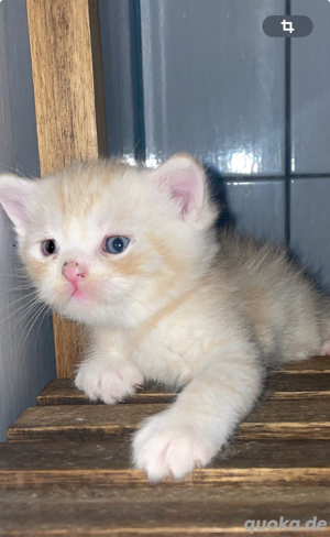 Wundervolle BKH-Kitten suchen ein liebevolles Zuhause!
