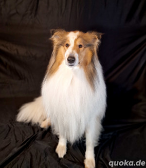 Deckrüde - Collie