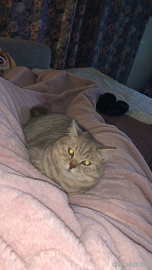 BKH Kater 