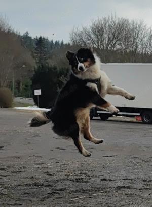 Australian Shepherd Black Tri Erfahrener Deckrüde (Kein Verkauf) Bild 8