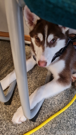 husky welpen (Hündin)