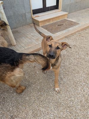 Junger Mischlingsrüde Brad sucht sein Zuhause