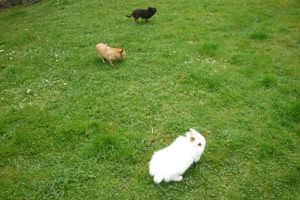 Zwergkaninchen Kastriertes Männchen und Weibchen  Bild 9