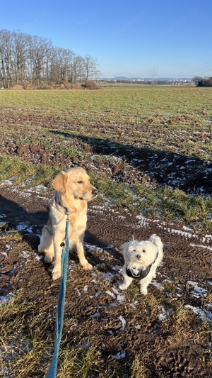 Hunde Betreuung 