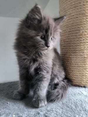 Reinrassiger Maine Coon Deckkater freut sich über Katzenbesuch (kein Verkauf) Bild 6