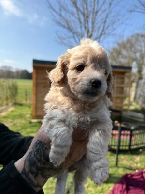 Maltipoo Welpen 