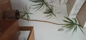 Yucca Palme gebraucht - ca. 220cm hoch - inkl.Topf 